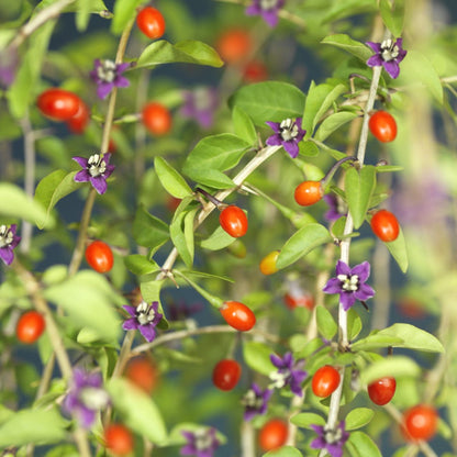  Boksdoorn (Lycium Barbarum)