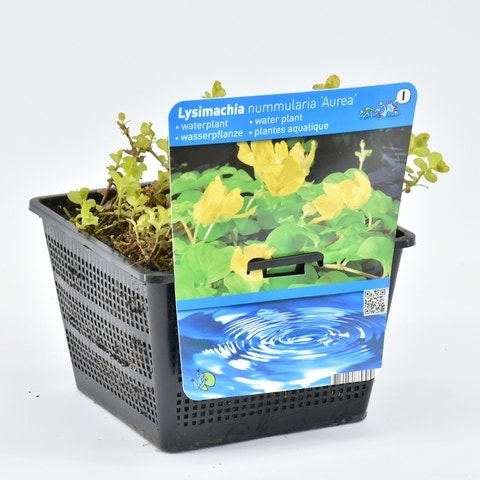  Wederik (Lysimachia Nummularia 'Aurea')