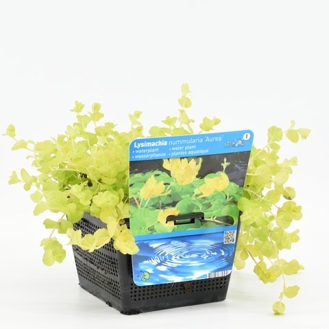  Wederik (Lysimachia Nummularia 'Aurea')