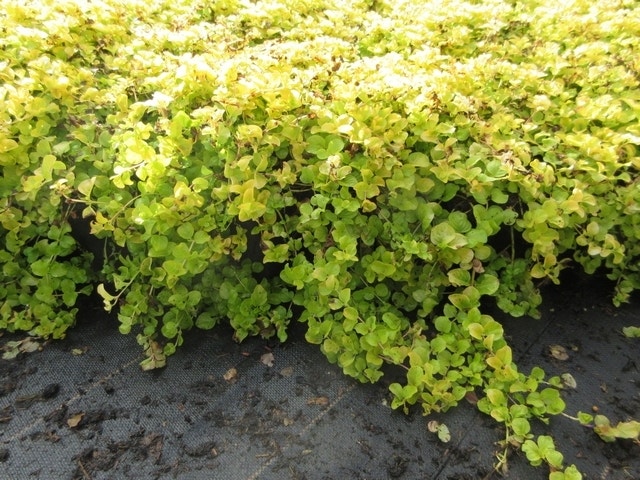  Wederik (Lysimachia Nummularia 'Aurea')