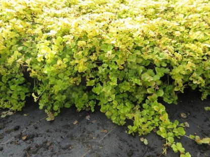  Wederik (Lysimachia Nummularia 'Aurea')