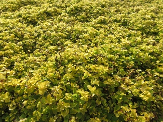  Wederik (Lysimachia Nummularia 'Aurea')