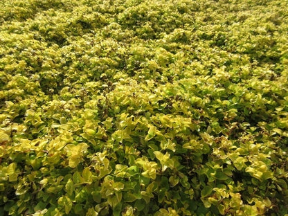  Wederik (Lysimachia Nummularia 'Aurea')