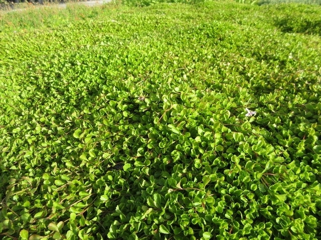 Wederik (Lysimachia Nummularia 'Aurea')