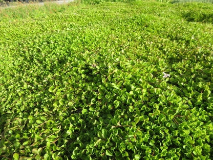  Wederik (Lysimachia Nummularia 'Aurea')