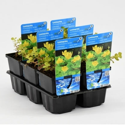  Wederik (Lysimachia Nummularia 'Aurea')
