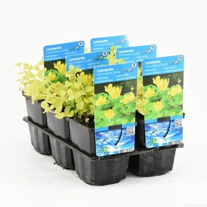  Wederik (Lysimachia Nummularia 'Aurea')