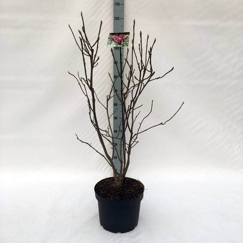  Beverboom (Magnolia Liliiflora 'Nigra')