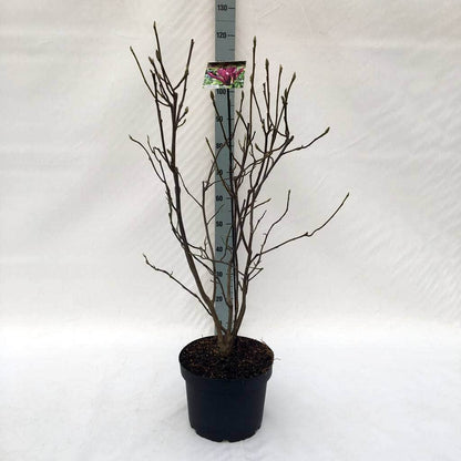  Beverboom (Magnolia Liliiflora 'Nigra')