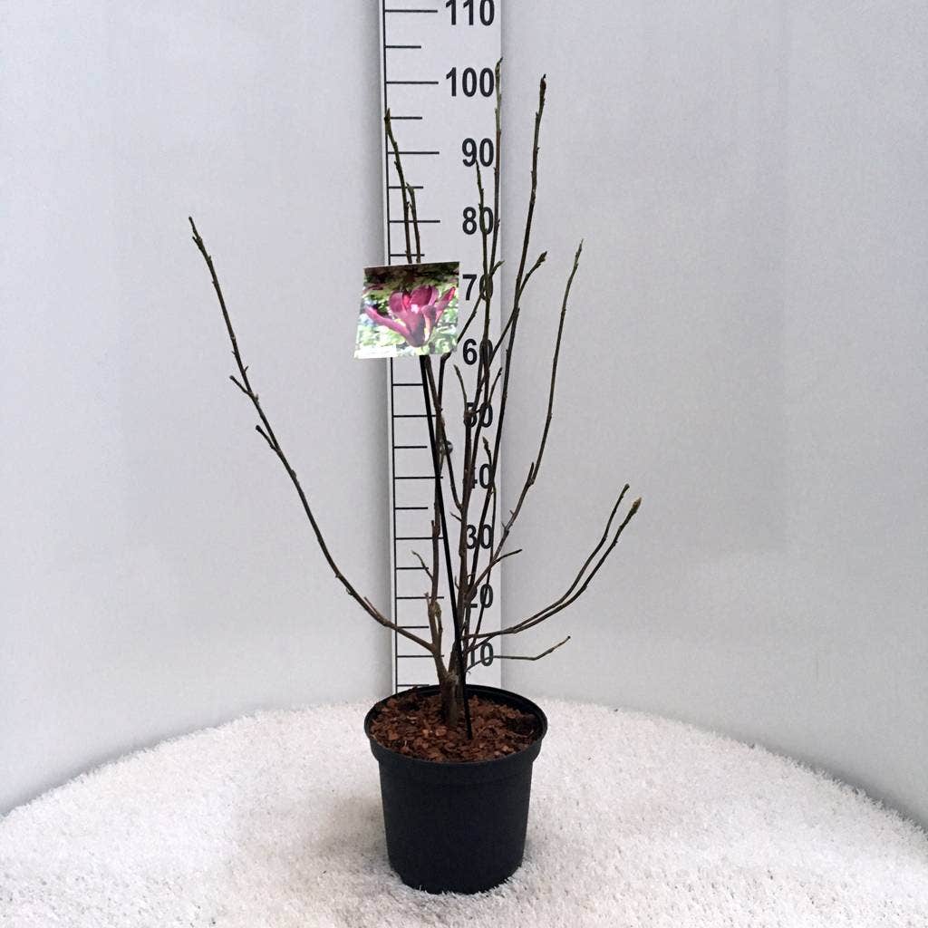  Beverboom (Magnolia Liliiflora 'Nigra')