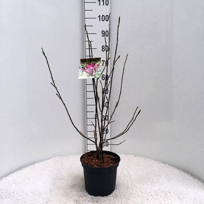  Beverboom (Magnolia Liliiflora 'Nigra')