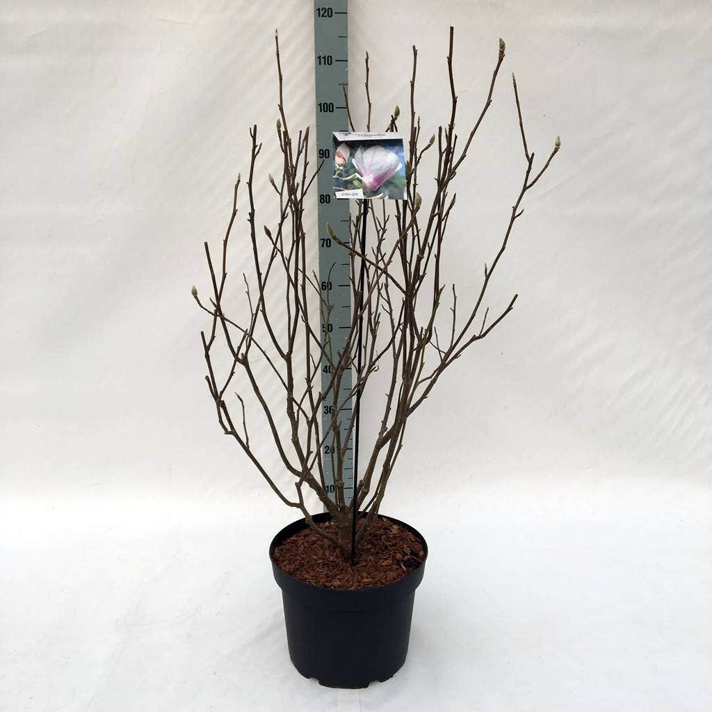  Beverboom Als Struik (Magnolia Soulangeana)