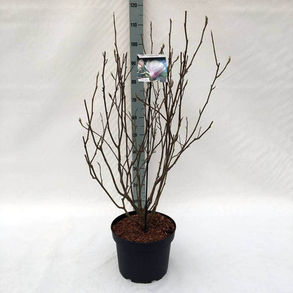  Beverboom Als Struik (Magnolia Soulangeana)