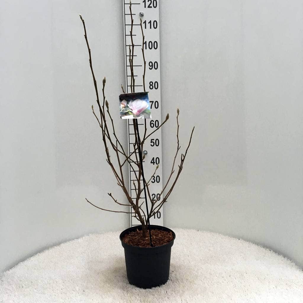  Beverboom Als Struik (Magnolia Soulangeana)