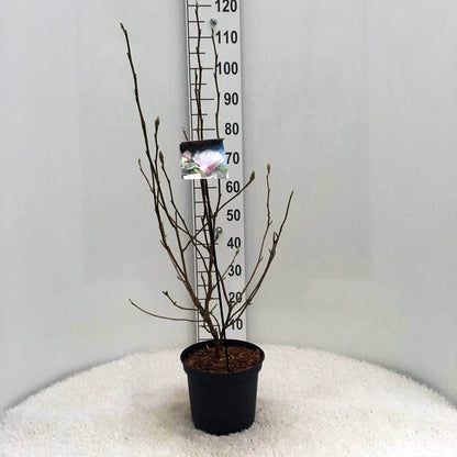 Beverboom Als Struik (Magnolia Soulangeana)