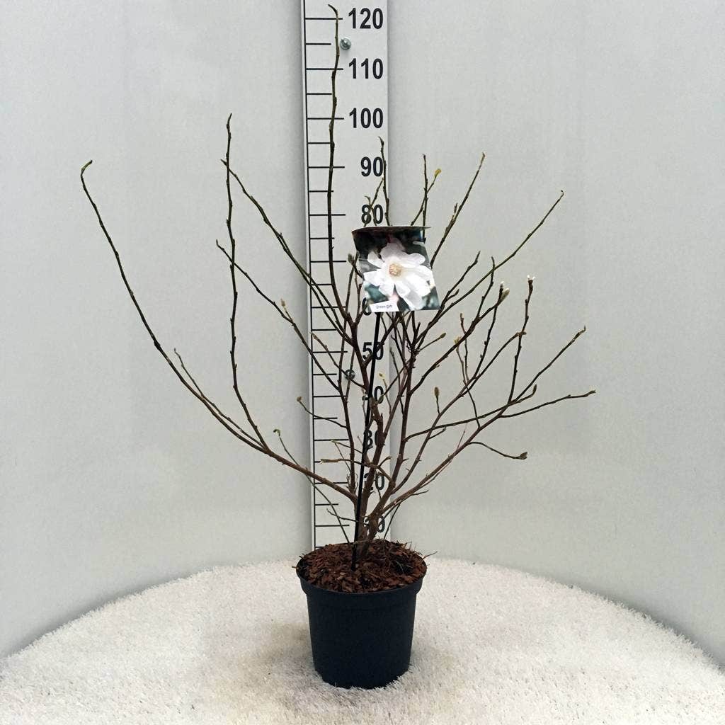  Stermagnolia Als Struik (Magnolia Stellata)