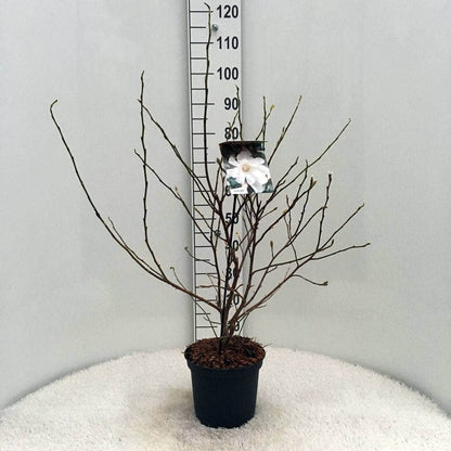  Stermagnolia Als Struik (Magnolia Stellata)