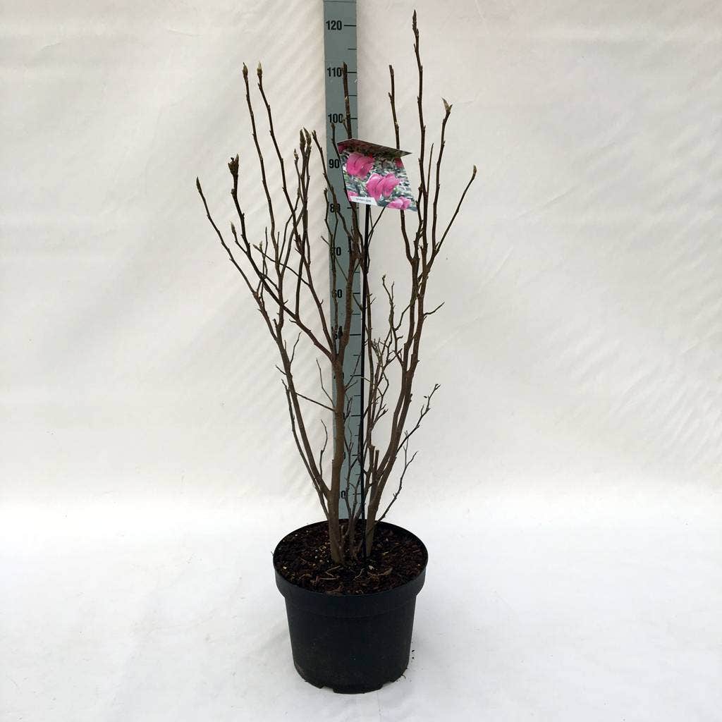  Beverboom Als Struik (Magnolia Susan)