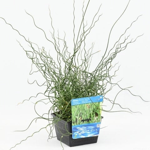  Kurkentrekkersgras (Juncus Effusus 'Spiralis')