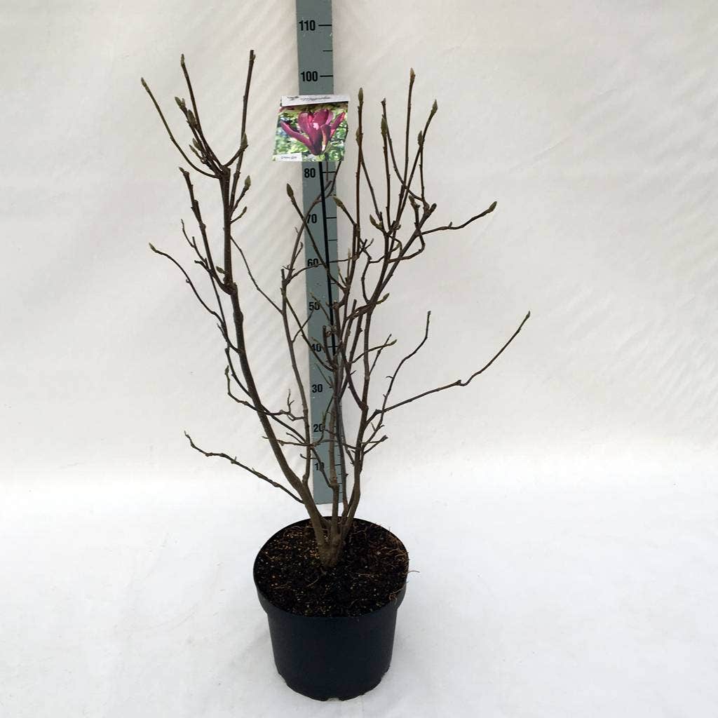  Beverboom (Magnolia Liliiflora 'Nigra')