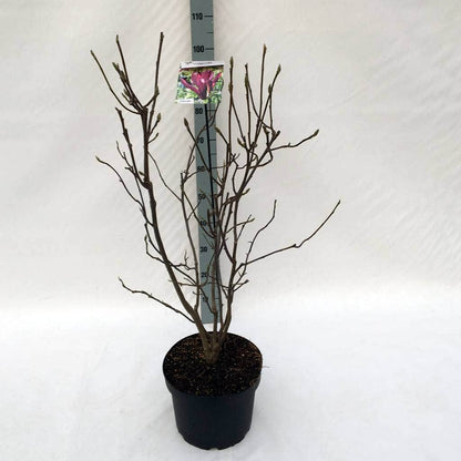  Beverboom (Magnolia Liliiflora 'Nigra')