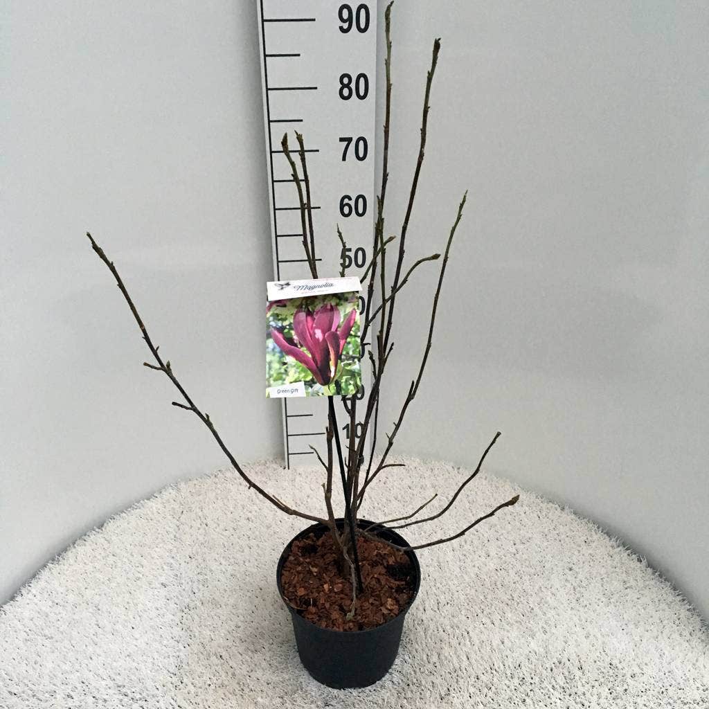  Beverboom (Magnolia Liliiflora 'Nigra')