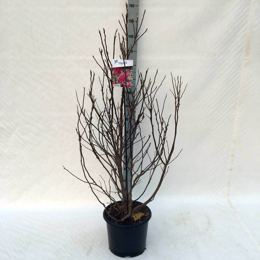  Beverboom Als Struik (Magnolia Susan)