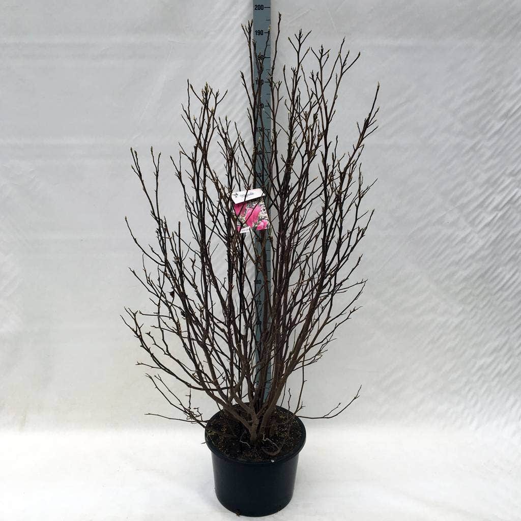  Beverboom Als Struik (Magnolia Susan)