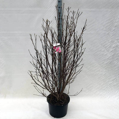  Beverboom Als Struik (Magnolia Susan)