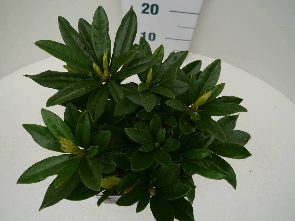  Rhododendron (Rhododendron 'Madame Masson')