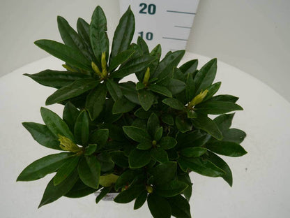  Rhododendron (Rhododendron 'Madame Masson')