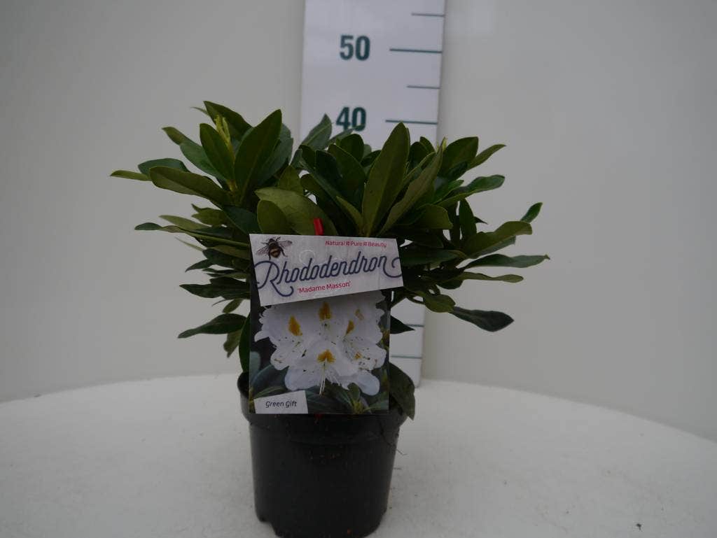  Rhododendron (Rhododendron 'Madame Masson')