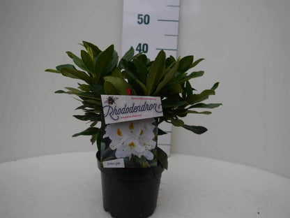 Rhododendron (Rhododendron 'Madame Masson')