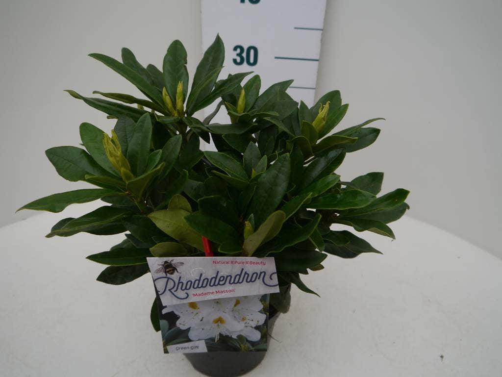  Rhododendron (Rhododendron 'Madame Masson')
