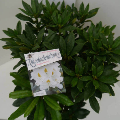  Rhododendron (Rhododendron 'Madame Masson')