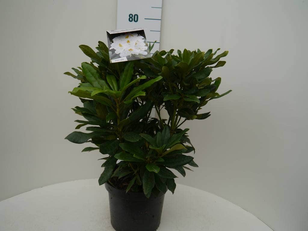  Rhododendron (Rhododendron 'Madame Masson')