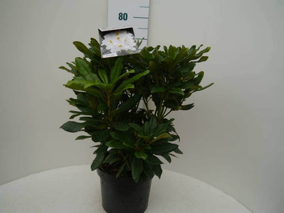  Rhododendron (Rhododendron 'Madame Masson')