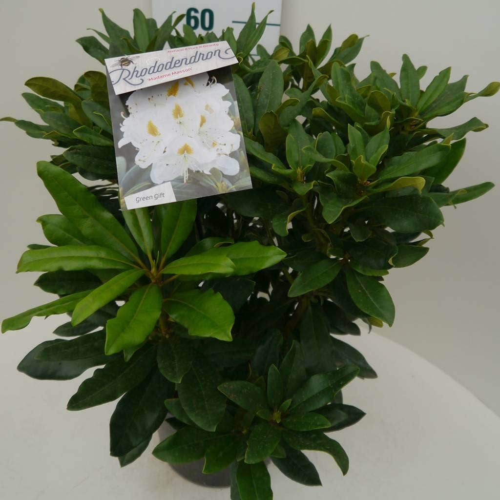  Rhododendron (Rhododendron 'Madame Masson')