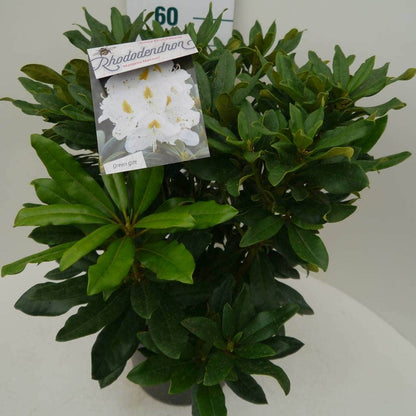  Rhododendron (Rhododendron 'Madame Masson')