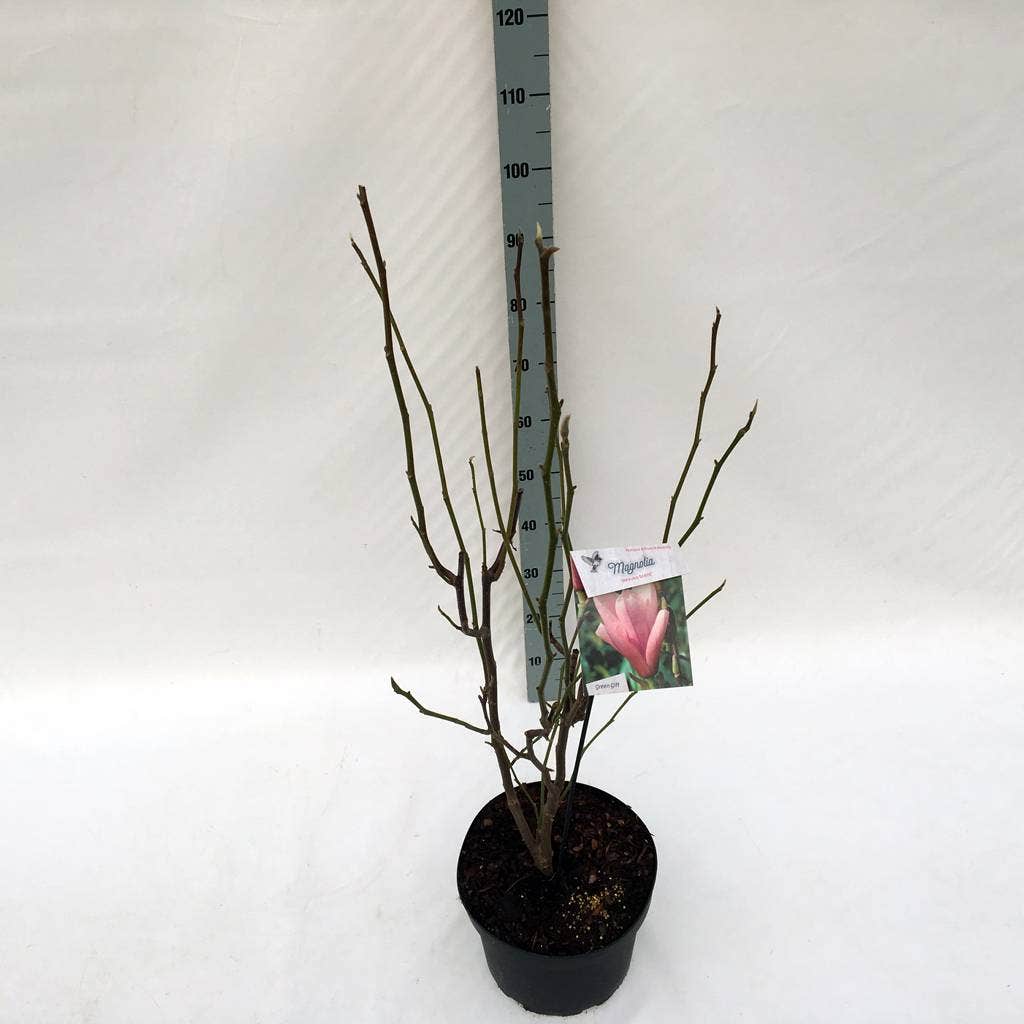  Beverboom (Magnolia 'Heaven Scent')