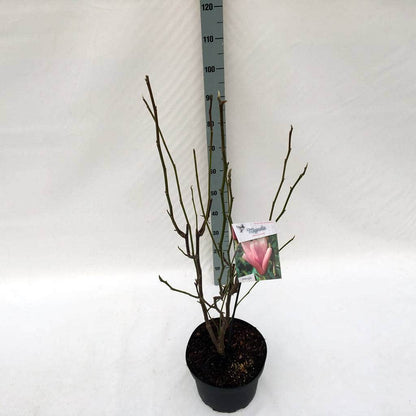  Beverboom (Magnolia 'Heaven Scent')