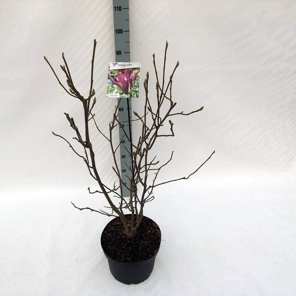  Beverboom (Magnolia Liliiflora 'Nigra')