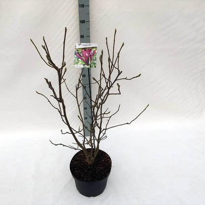 Beverboom (Magnolia Liliiflora 'Nigra')