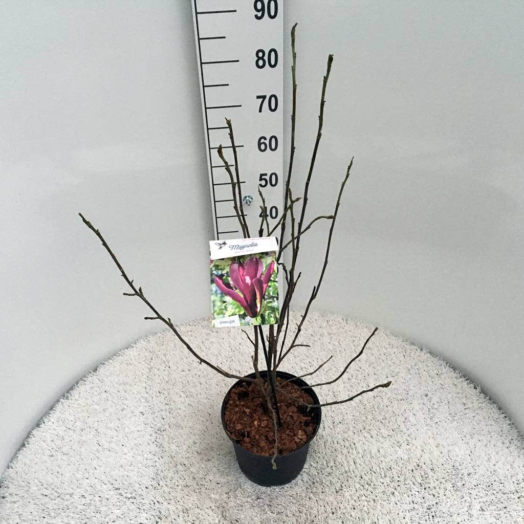  Beverboom (Magnolia Liliiflora 'Nigra')