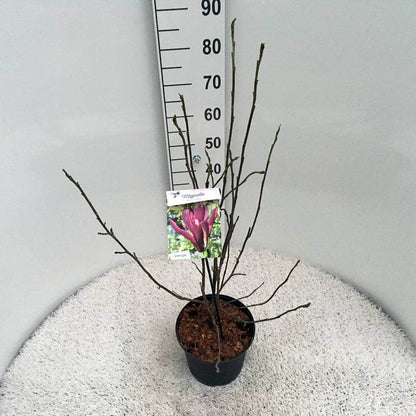  Beverboom (Magnolia Liliiflora 'Nigra')