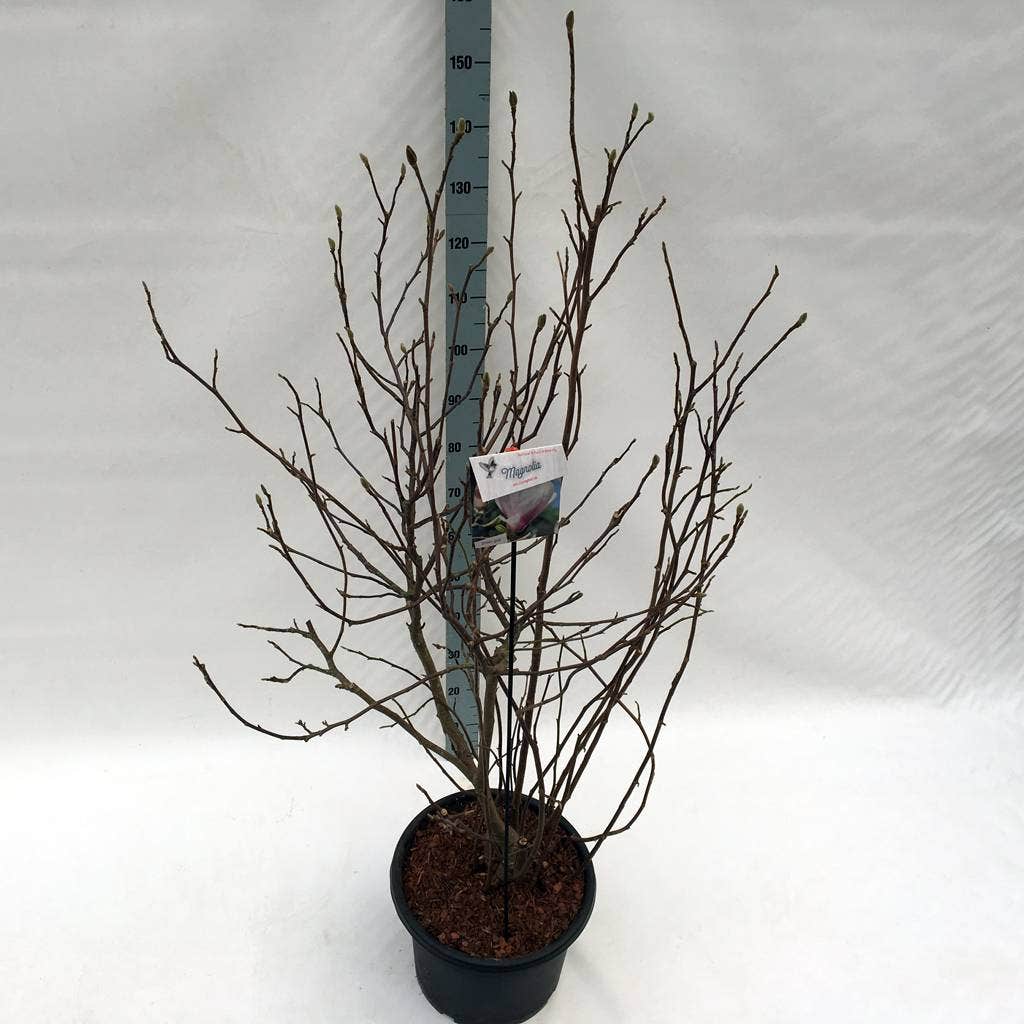  Beverboom Als Struik (Magnolia Soulangeana)