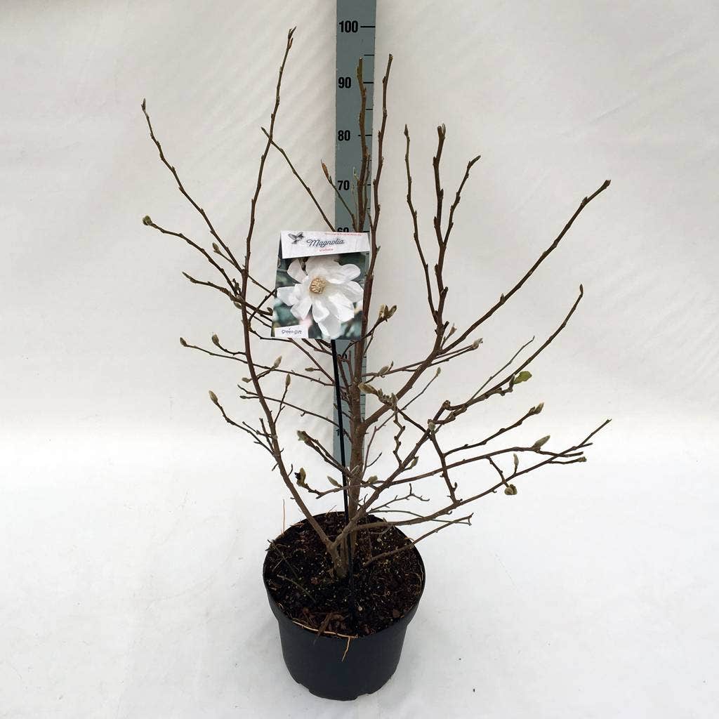  Stermagnolia Als Struik (Magnolia Stellata)