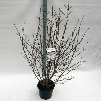  Stermagnolia Als Struik (Magnolia Stellata)