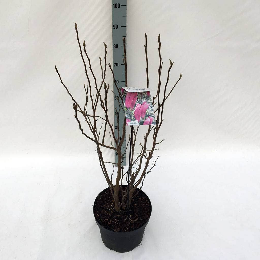  Beverboom Als Struik (Magnolia Susan)