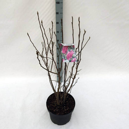 Beverboom Als Struik (Magnolia Susan)